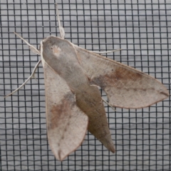 Hippotion scrofa (Coprosma Hawk Moth) at Charleys Forest, NSW - 31 Dec 2020 by stnsw