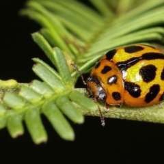 Peltoschema oceanica (Oceanica leaf beetle) at Bruce, ACT - 29 Dec 2020 by kasiaaus