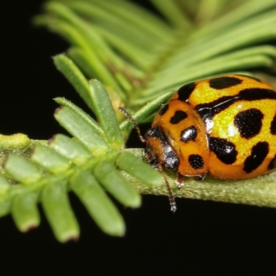 Peltoschema oceanica (Oceanica leaf beetle) at Bruce Ridge to Gossan Hill - 29 Dec 2020 by kasiaaus