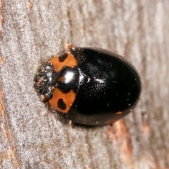 Peltoschema oceanica (Oceanica leaf beetle) at Flea Bog Flat, Bruce - 29 Dec 2020 by kasiaaus