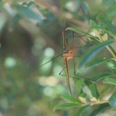 Leptotarsus (Macromastix) sp. (genus & subgenus) (Unidentified Macromastix crane fly) at Gundaroo, NSW - 9 Jan 2021 by Gunyijan