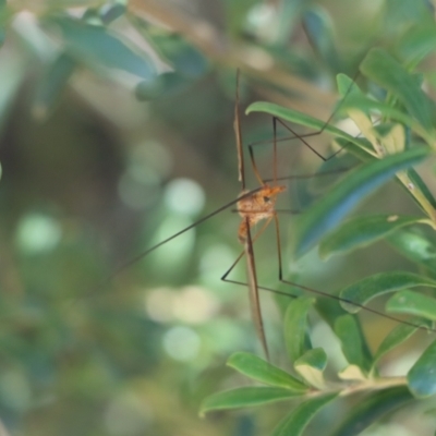 Leptotarsus (Macromastix) sp. (genus & subgenus) (Unidentified Macromastix crane fly) at Gundaroo, NSW - 9 Jan 2021 by Gunyijan