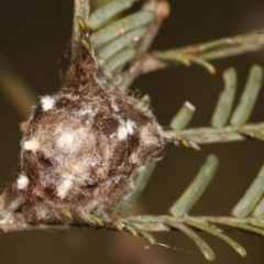 Dolophones sp. (genus) (Wrap-around spider) at Bruce, ACT - 29 Dec 2020 by kasiaaus