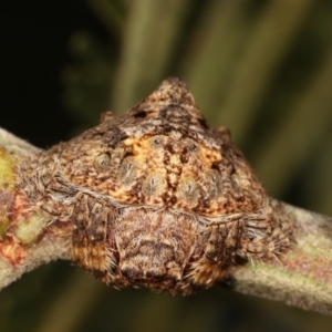 Dolophones sp. (genus) at Bruce, ACT - 29 Dec 2020