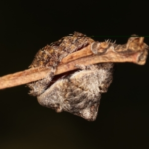 Dolophones sp. (genus) at Bruce, ACT - 29 Dec 2020