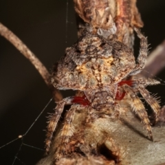 Dolophones sp. (genus) at Bruce, ACT - 29 Dec 2020