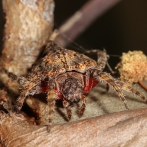 Dolophones sp. (genus) at Bruce, ACT - 29 Dec 2020