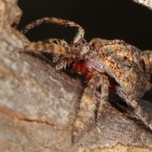 Dolophones sp. (genus) at Bruce, ACT - 29 Dec 2020