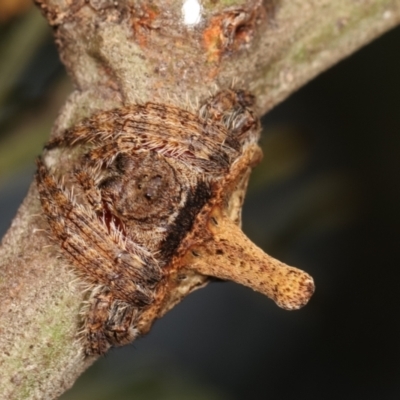 Dolophones turrigera (Turret spider) at Bruce, ACT - 29 Dec 2020 by kasiaaus