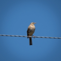 Anthus australis (Australian Pipit) at Burra, NSW - 10 Jan 2021 by trevsci
