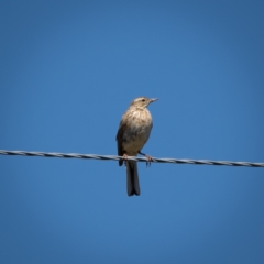 Anthus australis (Australian Pipit) at Burra, NSW - 9 Jan 2021 by trevsci