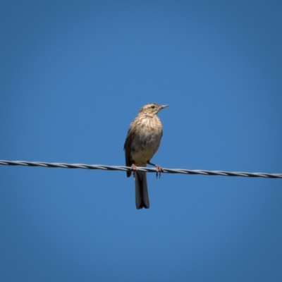 Anthus australis (Australian Pipit) at Burra, NSW - 10 Jan 2021 by trevsci