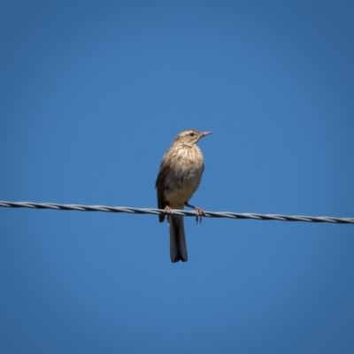 Anthus australis (Australian Pipit) at Burra, NSW - 9 Jan 2021 by trevsci