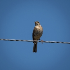 Anthus australis at Burra, NSW - 10 Jan 2021