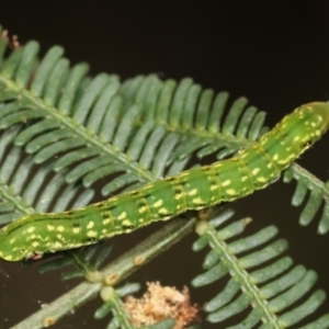 Capusa senilis at Bruce, ACT - 29 Dec 2020