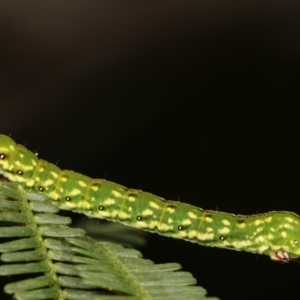 Capusa senilis at Bruce, ACT - 29 Dec 2020