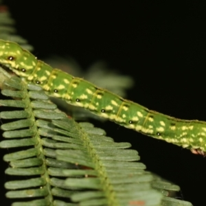 Capusa senilis at Bruce, ACT - 29 Dec 2020