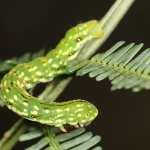 Capusa senilis at Bruce, ACT - 29 Dec 2020