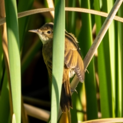 Acrocephalus australis (Australian Reed-Warbler) at Googong Foreshore - 9 Jan 2021 by trevsci