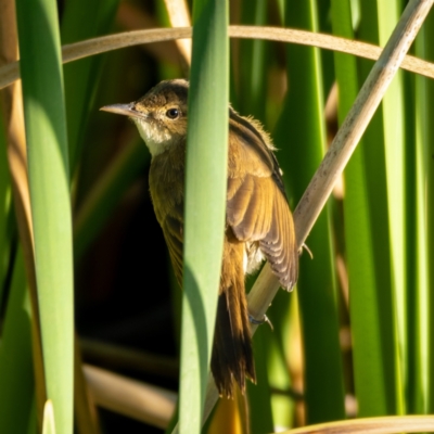 Acrocephalus australis (Australian Reed-Warbler) at Burra, NSW - 9 Jan 2021 by trevsci