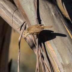 Acrocephalus australis at Burra, NSW - 10 Jan 2021