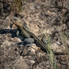 Intellagama lesueurii howittii (Gippsland Water Dragon) at Googong Foreshore - 9 Jan 2021 by trevsci