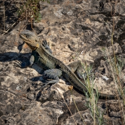 Intellagama lesueurii howittii (Gippsland Water Dragon) at QPRC LGA - 9 Jan 2021 by trevsci