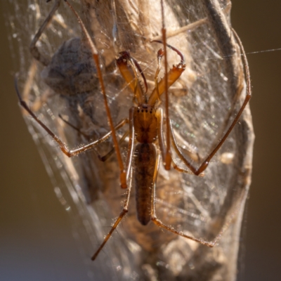 Tetragnatha sp. (genus) (Long-jawed spider) at QPRC LGA - 9 Jan 2021 by trevsci