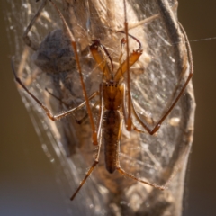 Tetragnatha sp. (genus) (Long-jawed spider) at Burra, NSW - 9 Jan 2021 by trevsci