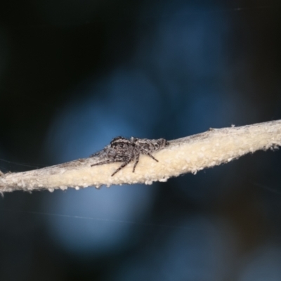 Clynotis severus (Stern Jumping Spider) at Bruce, ACT - 29 Dec 2020 by kasiaaus