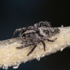 Clynotis severus at Bruce, ACT - 29 Dec 2020 05:18 PM