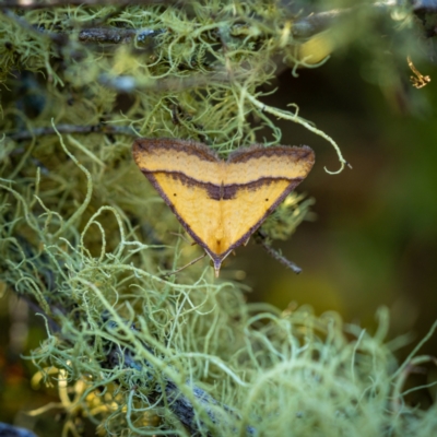 Anachloris subochraria (Golden Grass Carpet) at Burra, NSW - 10 Jan 2021 by trevsci