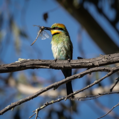 Merops ornatus (Rainbow Bee-eater) at Burra, NSW - 9 Jan 2021 by trevsci