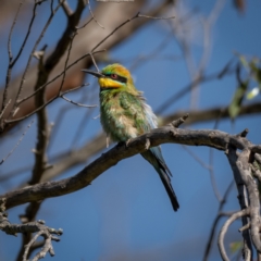 Merops ornatus at Burra, NSW - 10 Jan 2021 07:48 AM