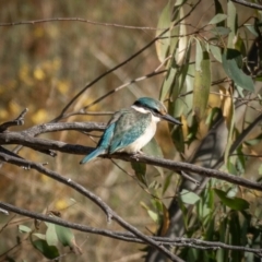 Todiramphus sanctus (Sacred Kingfisher) at Burra, NSW - 9 Jan 2021 by trevsci