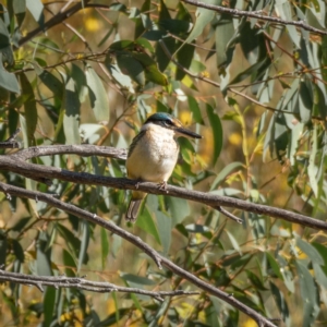 Todiramphus sanctus at Burra, NSW - 10 Jan 2021 08:09 AM