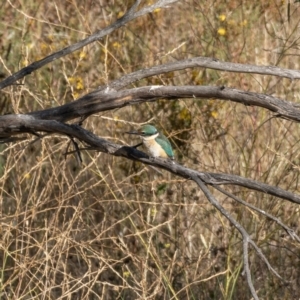 Todiramphus sanctus at Burra, NSW - 10 Jan 2021 08:09 AM