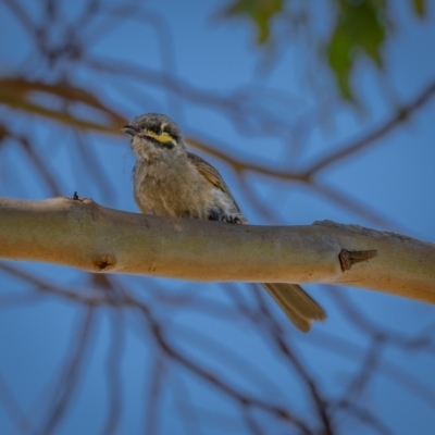 Caligavis chrysops (Yellow-faced Honeyeater) at Burra, NSW - 10 Jan 2021 by trevsci
