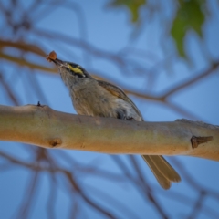 Caligavis chrysops at Burra, NSW - 10 Jan 2021