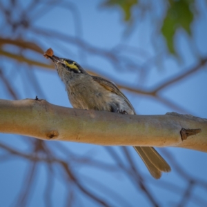 Caligavis chrysops at Burra, NSW - 10 Jan 2021