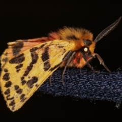 Ardices curvata (Crimson Tiger Moth) at Melba, ACT - 29 Dec 2020 by kasiaaus