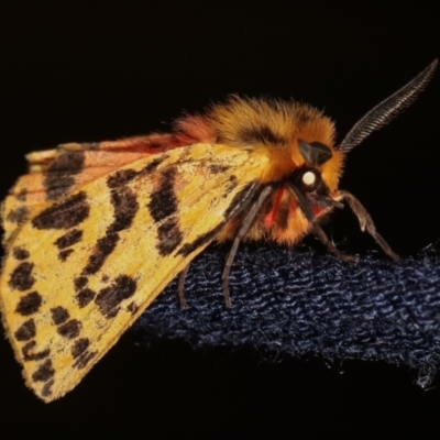 Ardices curvata (Crimson Tiger Moth) at Melba, ACT - 29 Dec 2020 by kasiaaus