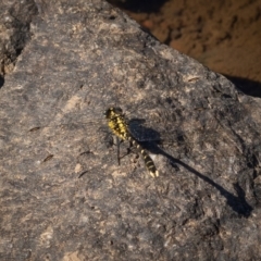 Hemigomphus heteroclytus (Stout Vicetail) at Burra, NSW - 9 Jan 2021 by trevsci