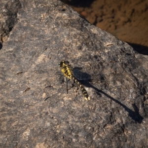 Hemigomphus heteroclytus at Burra, NSW - 10 Jan 2021