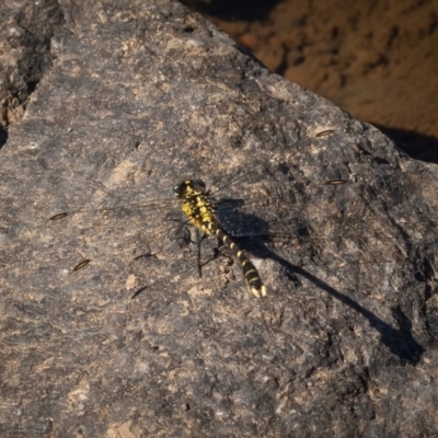 Hemigomphus heteroclytus (Stout Vicetail) at Burra, NSW - 10 Jan 2021 by trevsci