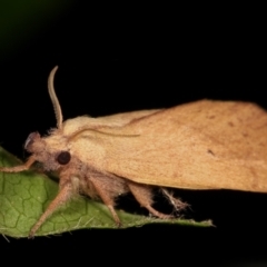 Pararguda nasuta (Wattle Snout Moth) at Melba, ACT - 29 Dec 2020 by kasiaaus
