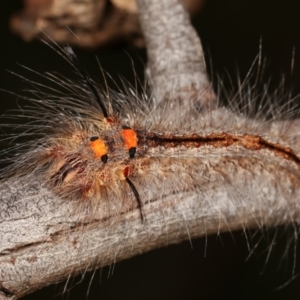 Lasiocampidae (family) immature at Bruce, ACT - 29 Dec 2020