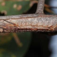 Lasiocampidae (family) immature at Bruce, ACT - 29 Dec 2020