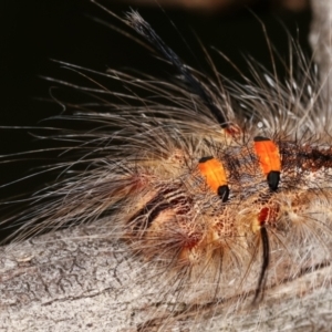 Lasiocampidae (family) immature at Bruce, ACT - 29 Dec 2020