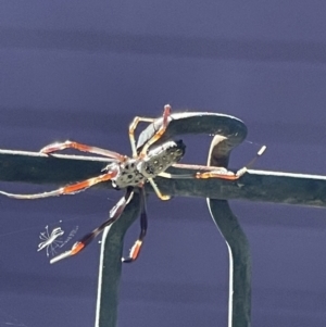 Nephila sp. (genus) at Rivett, ACT - 11 Jan 2021 09:50 AM